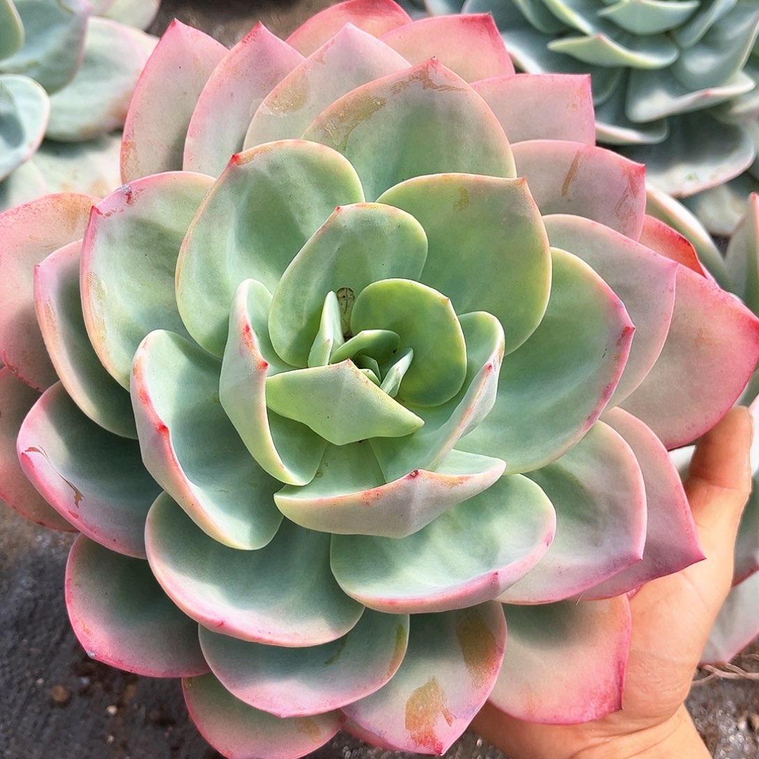 雪风12.88多肉植物