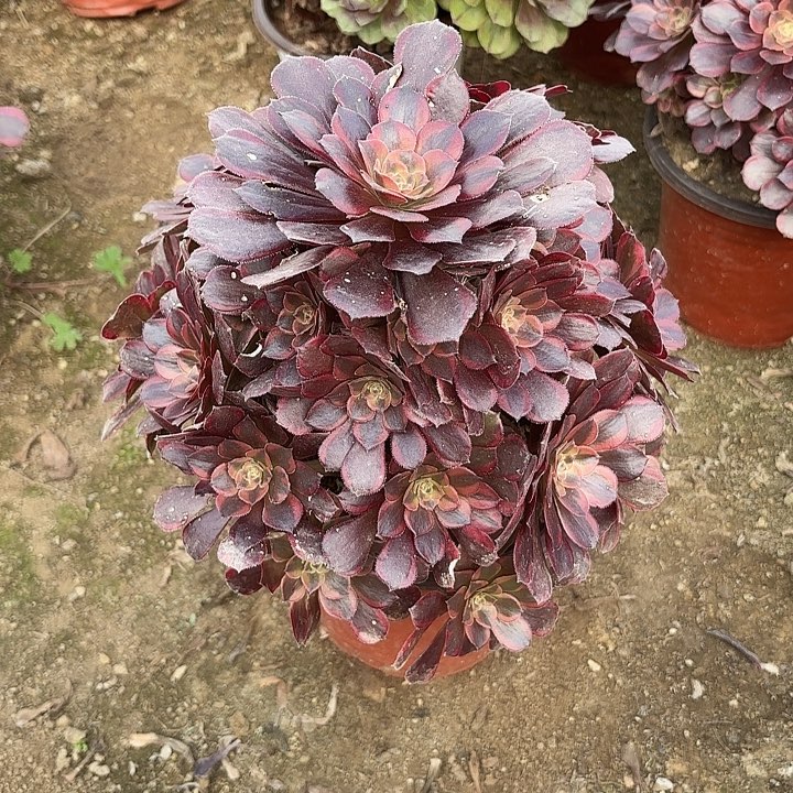 多肉植物水国糖20