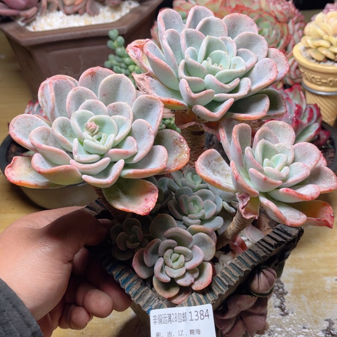 【闪购商品】1384美尻