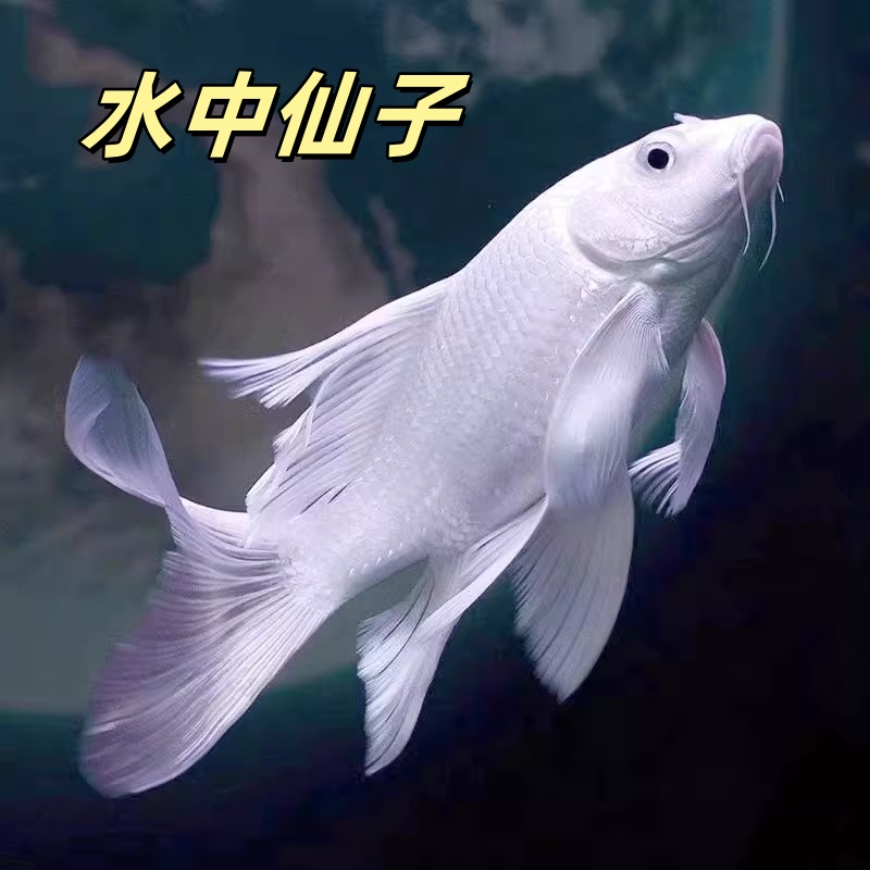 短身蝴蝶鲤冷水鱼好养耐活观赏鱼苗