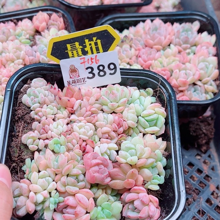 多肉植物多肉植物