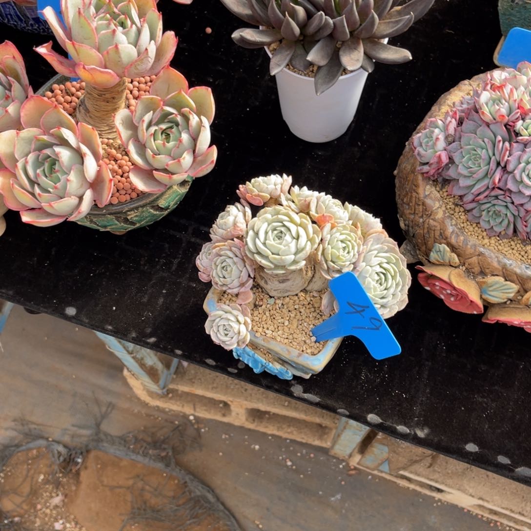 二**?0049天赐多肉植物