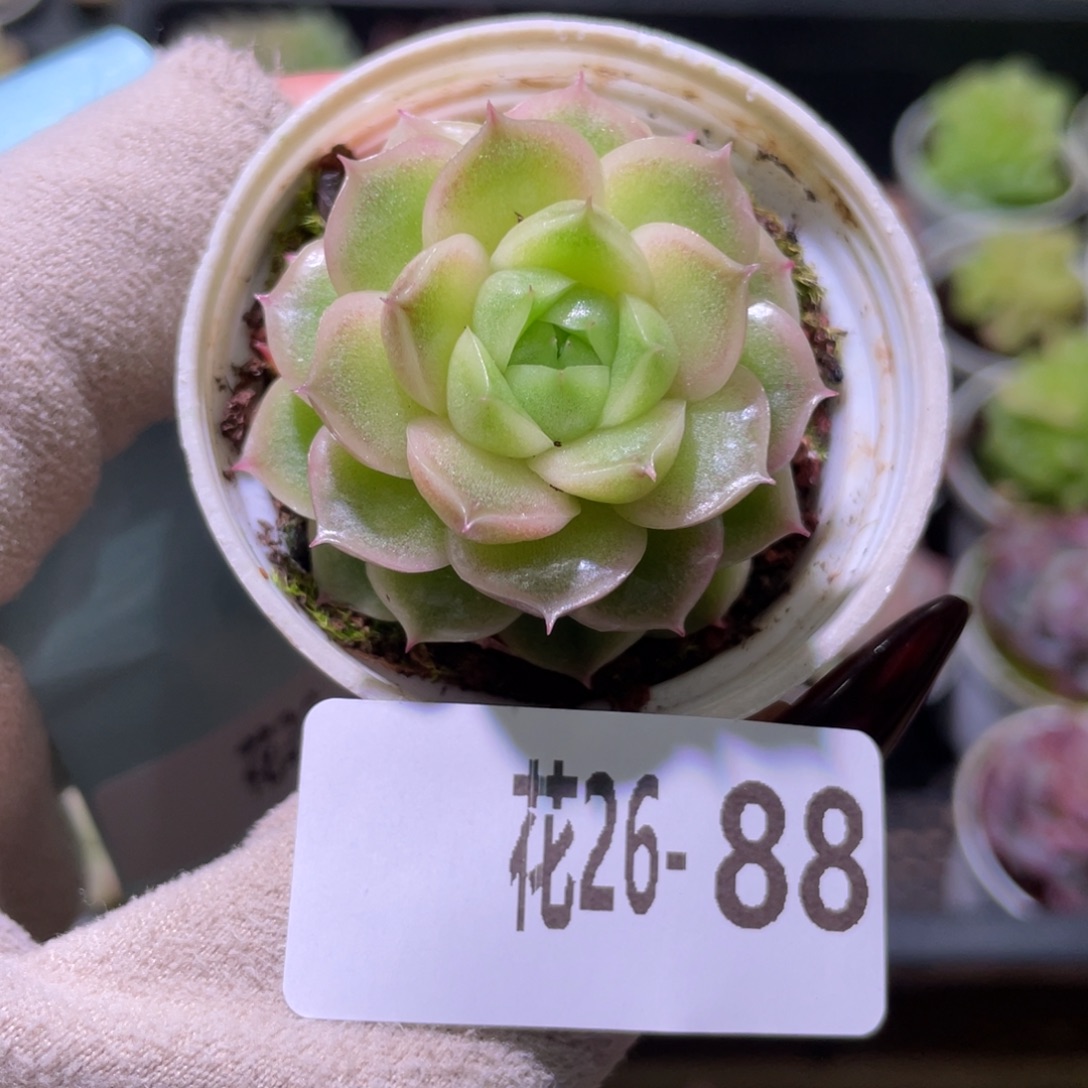 花利美26-88麦秆单头