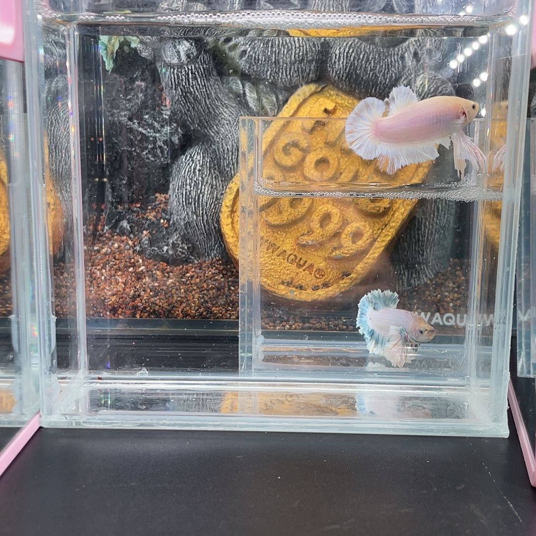 斗鱼1号1219早绣球