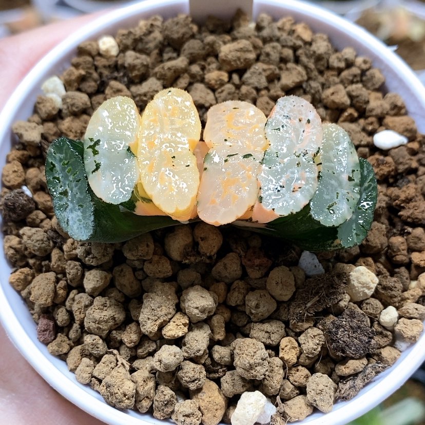 【闪购商品】31玄武玉扇锦