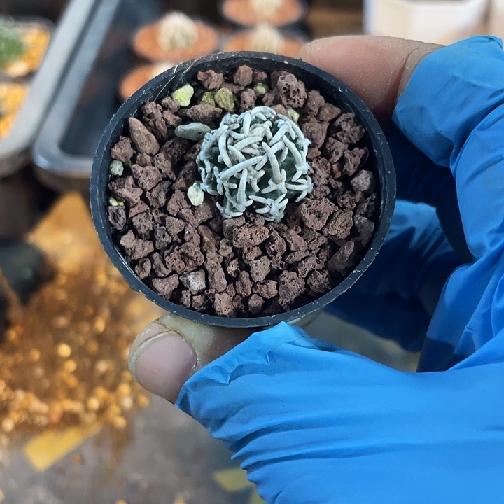 迷****766飞鸟狂刺仙人球