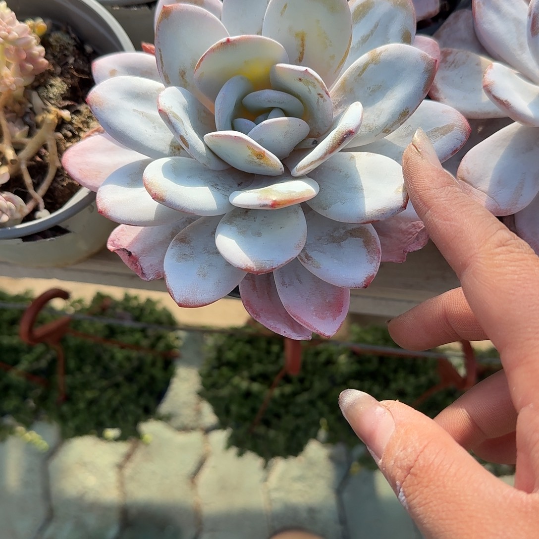 雪莲多肉义务精品