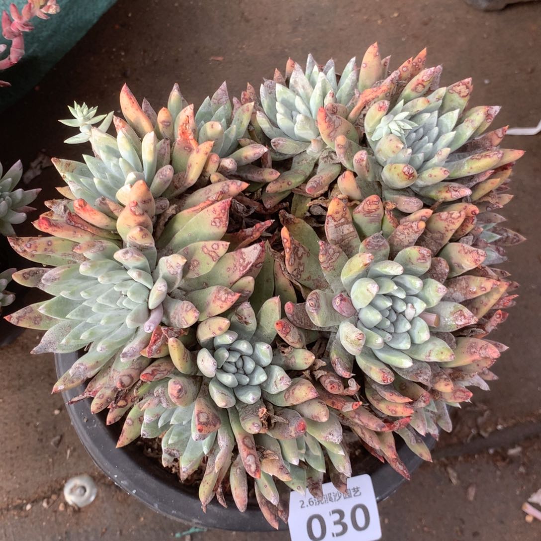 白菊杂法瑞030多肉植物