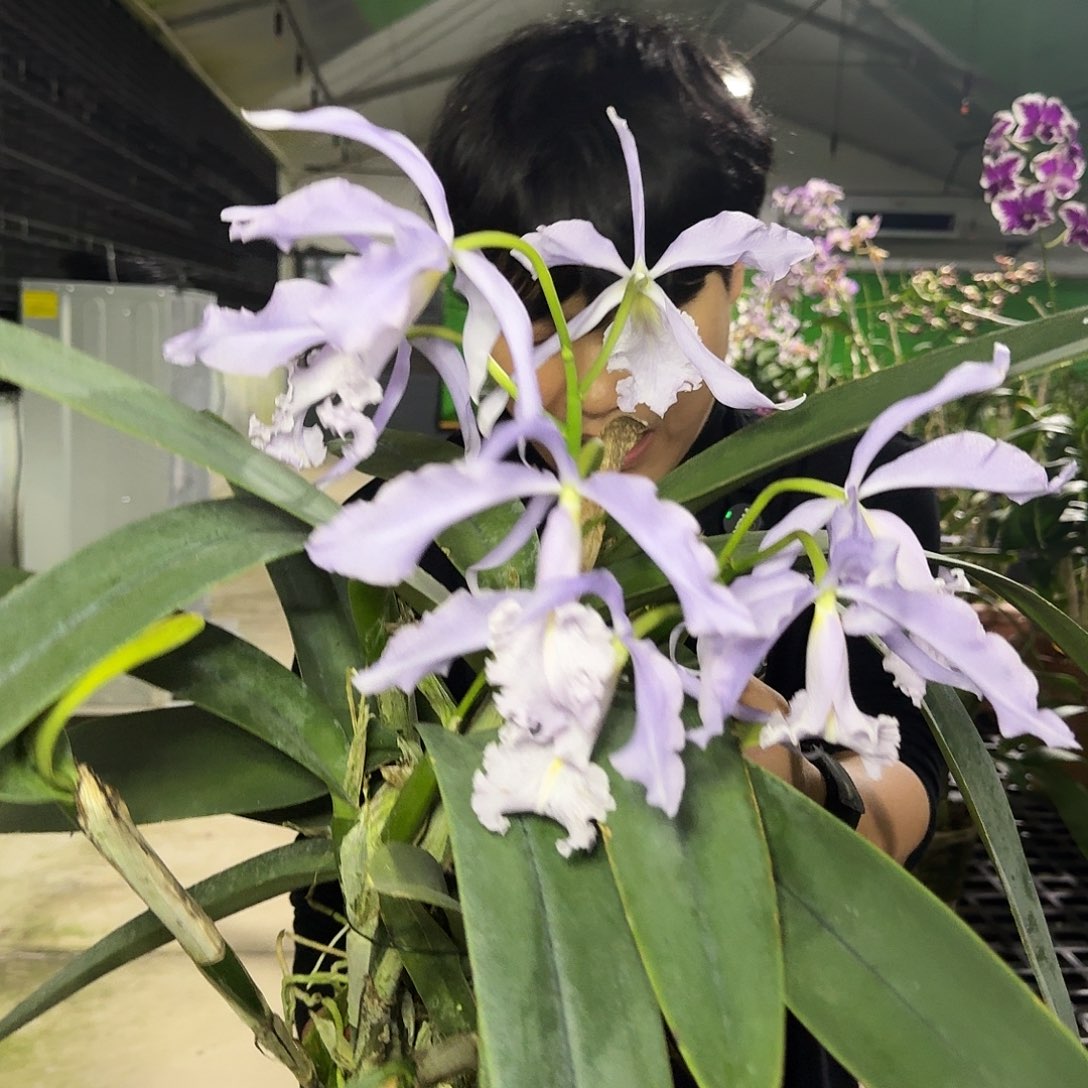 当前无花栽培后可以开花蓝马开花