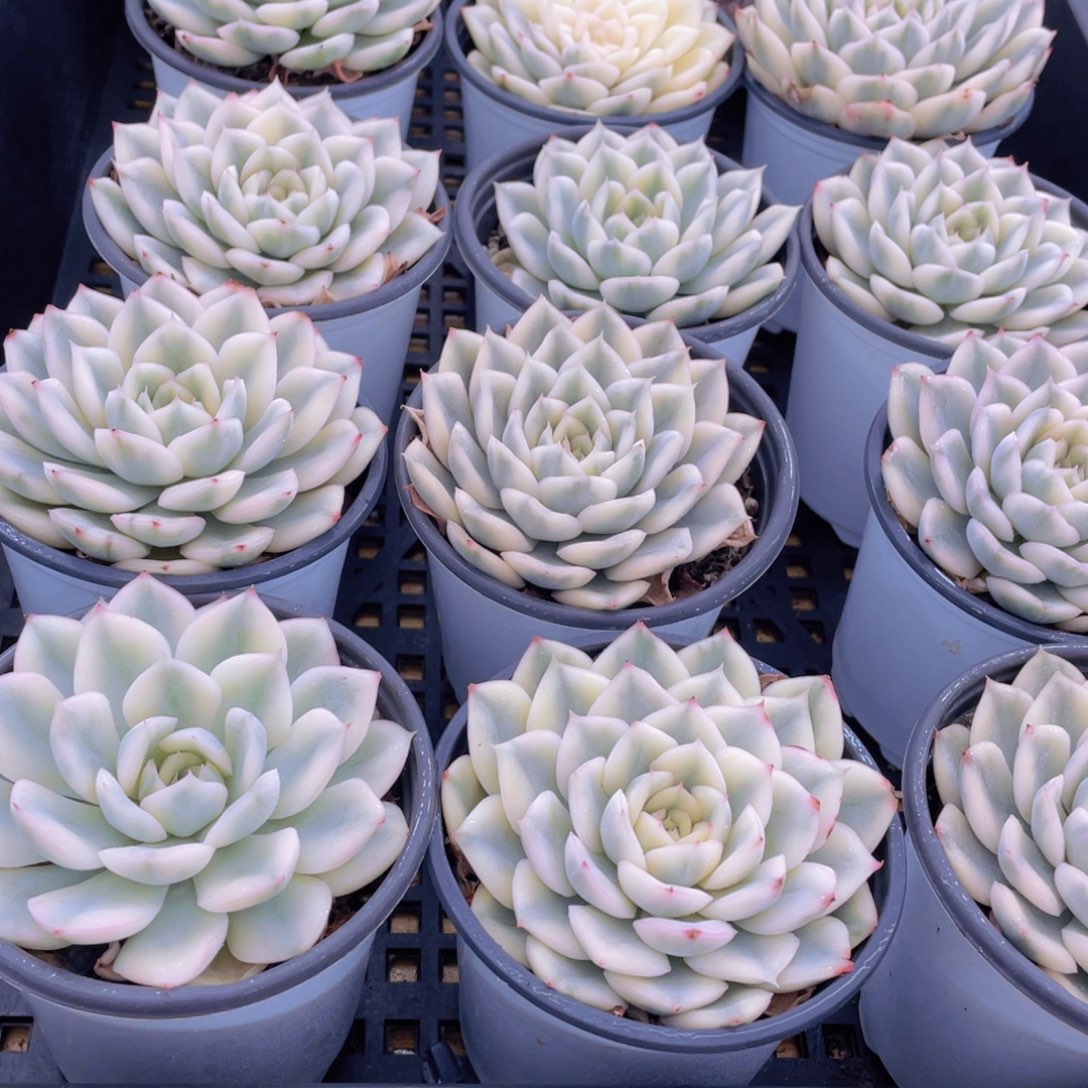 量拍47号 月亮仙子锦单头2个