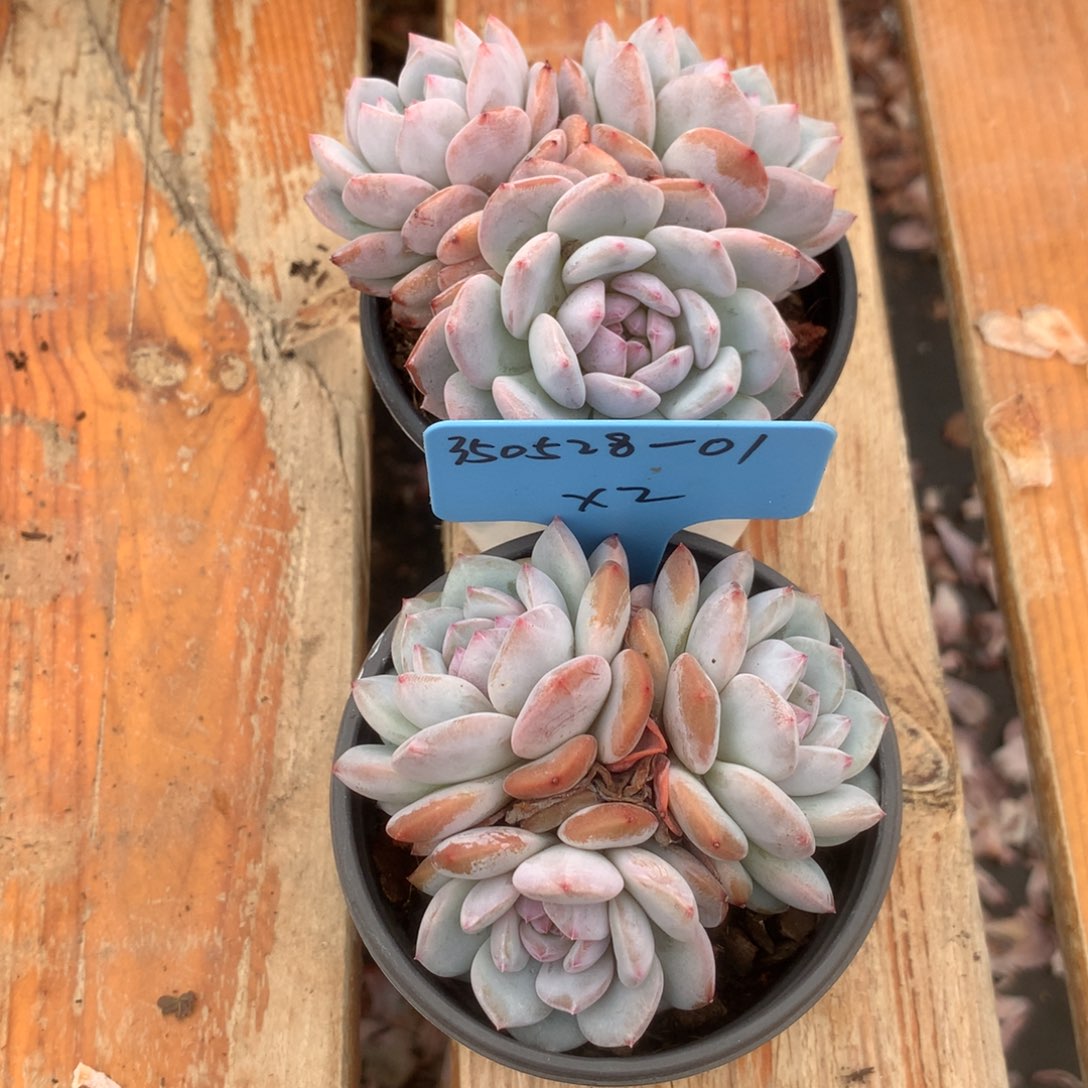 ᨳ****350528-01星星橙2