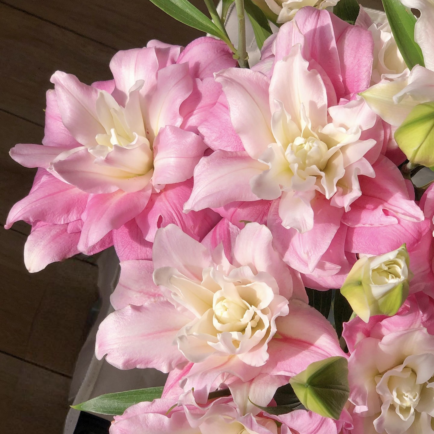 【云霄花卉】【玛丽娜重瓣百合】云南基地【任意两单顺丰冷链包邮】