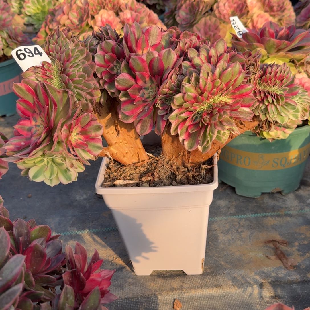 694倾城缀多破植物