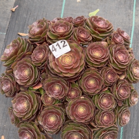 412万圣节朵朵35厘米左右