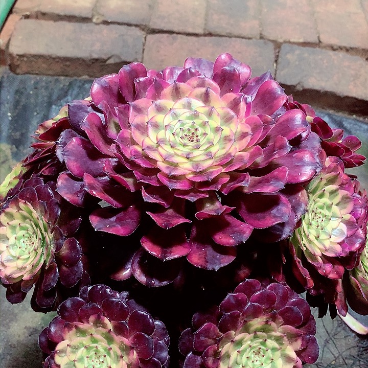 月蝉捧花，多肉植物