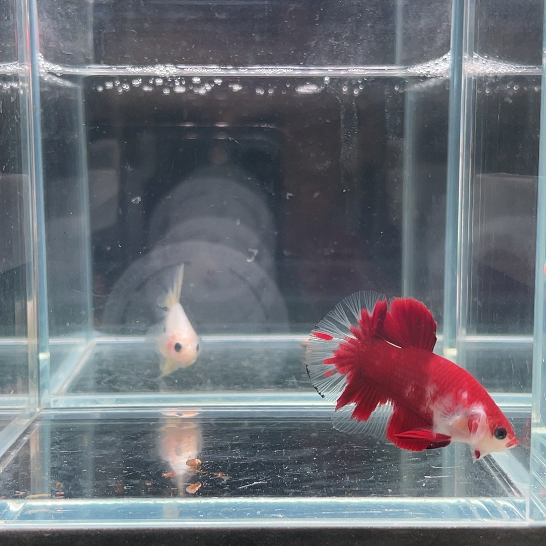 斗鱼印尼进口斗鱼红肉