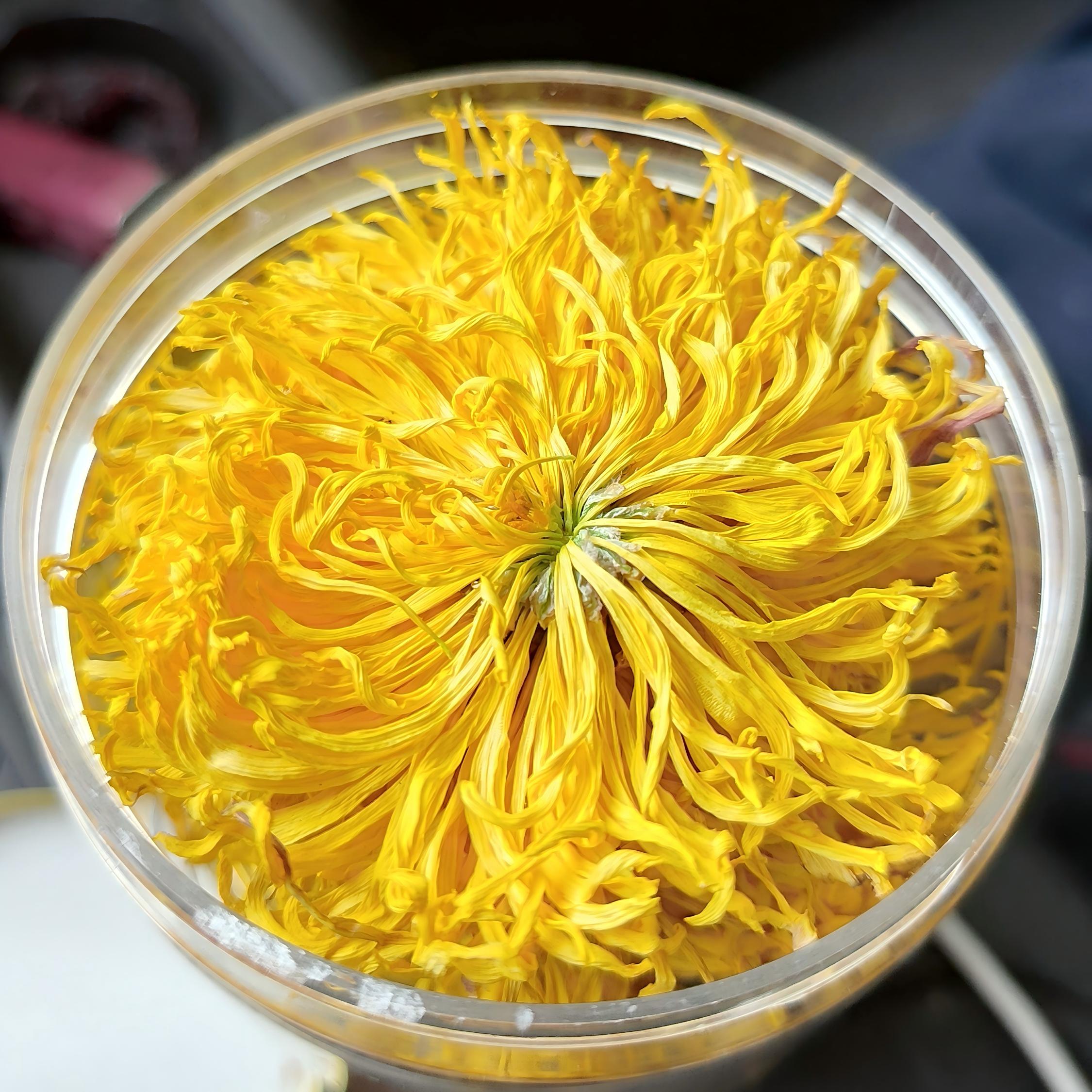 罐装【特级泡开8-10厘米】金丝皇菊烘干菊花茶解渴耐泡产地直发