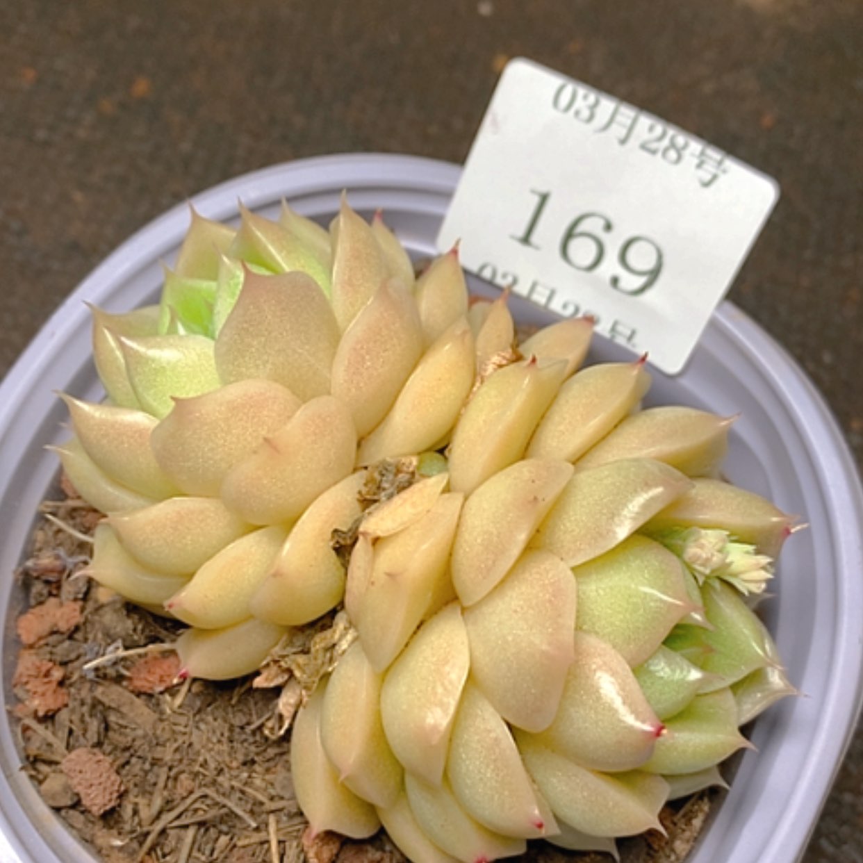 【闪购商品】云169号