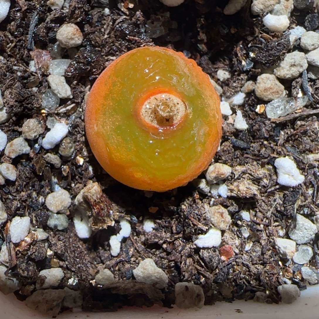 肉锥多肉植物百科-1430.505、1481