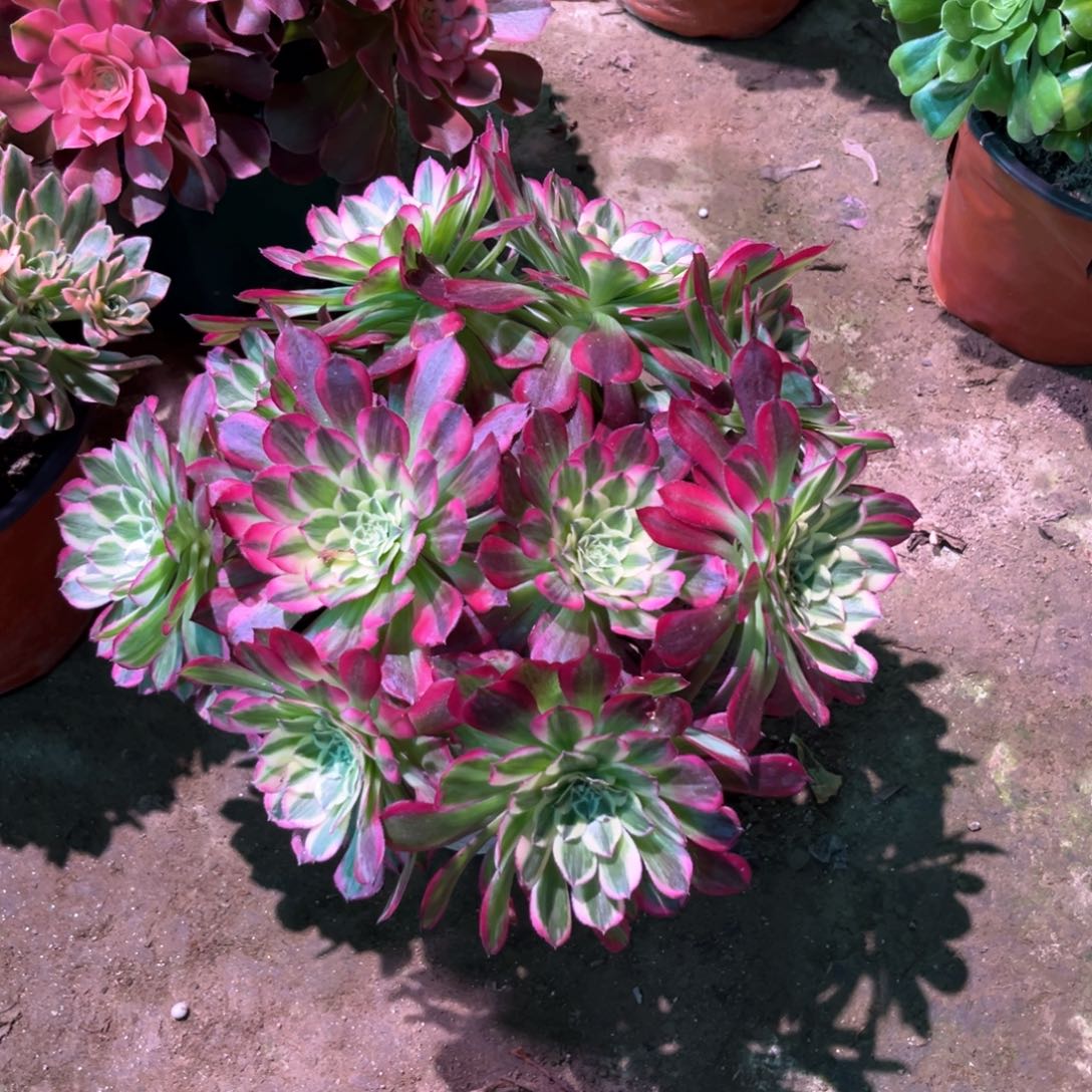 多肉植物天合224