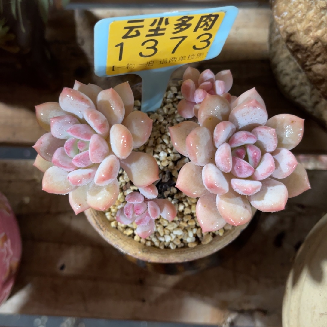 云尘多肉一物一拍不含盆1373，