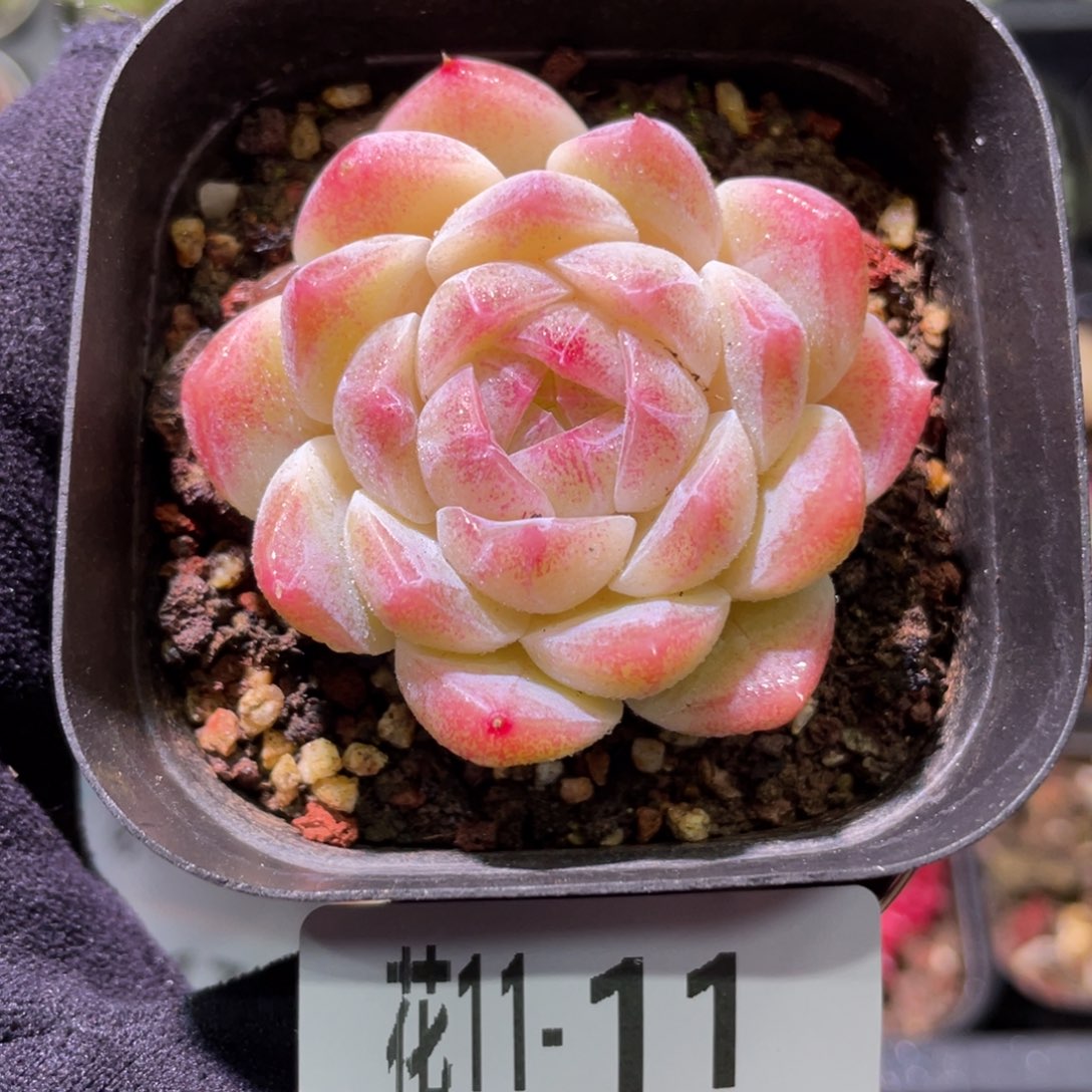 花利美11-11明月心