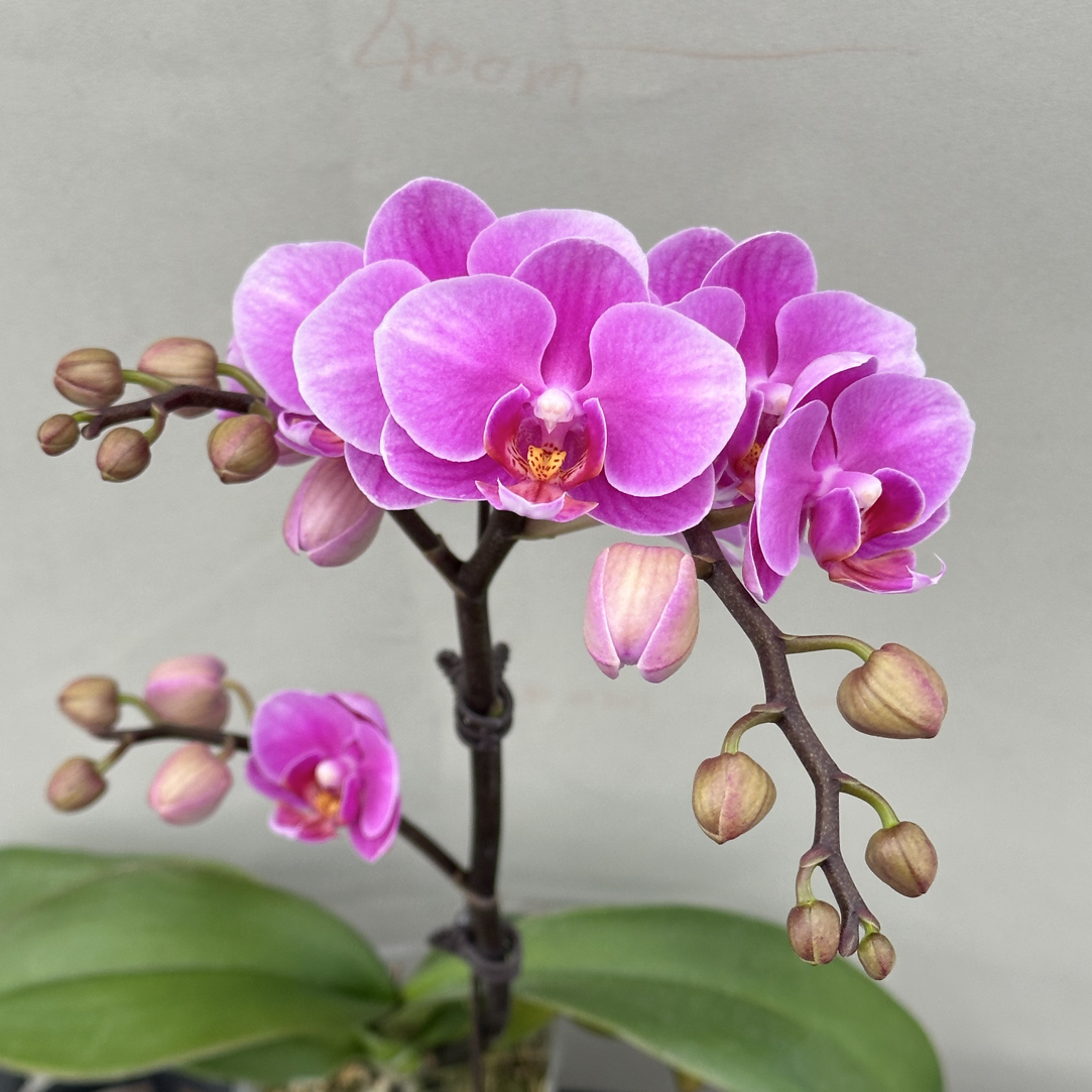 （骄阳）蝴蝶兰 花期长 拍3颗以上配盆