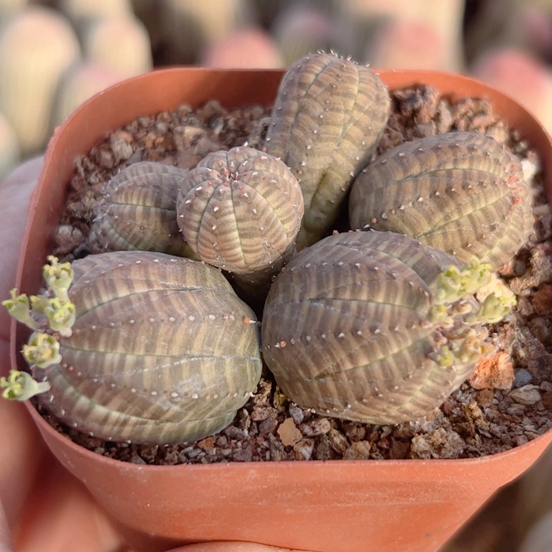 群生欧系布纹球 自根