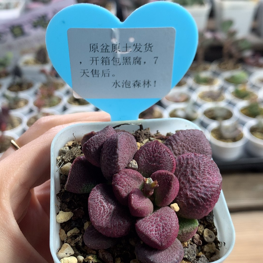 多肉水泡——亚当5-2
