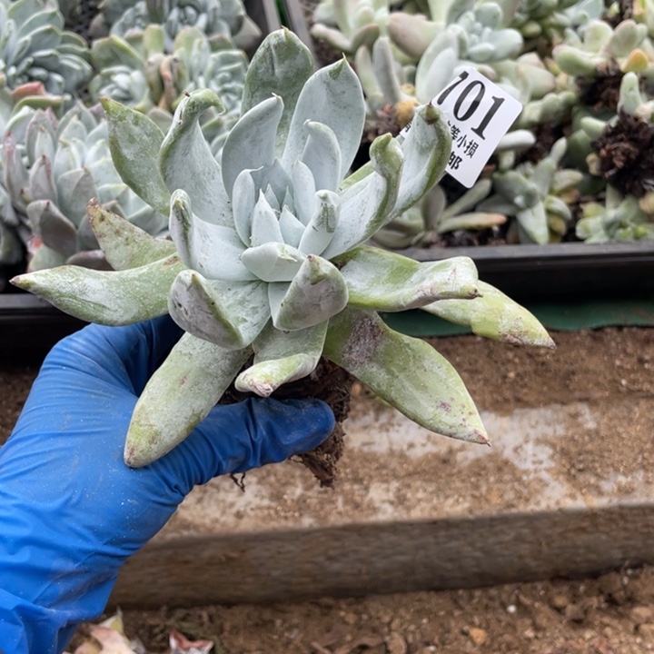 701号塞丽娜多肉