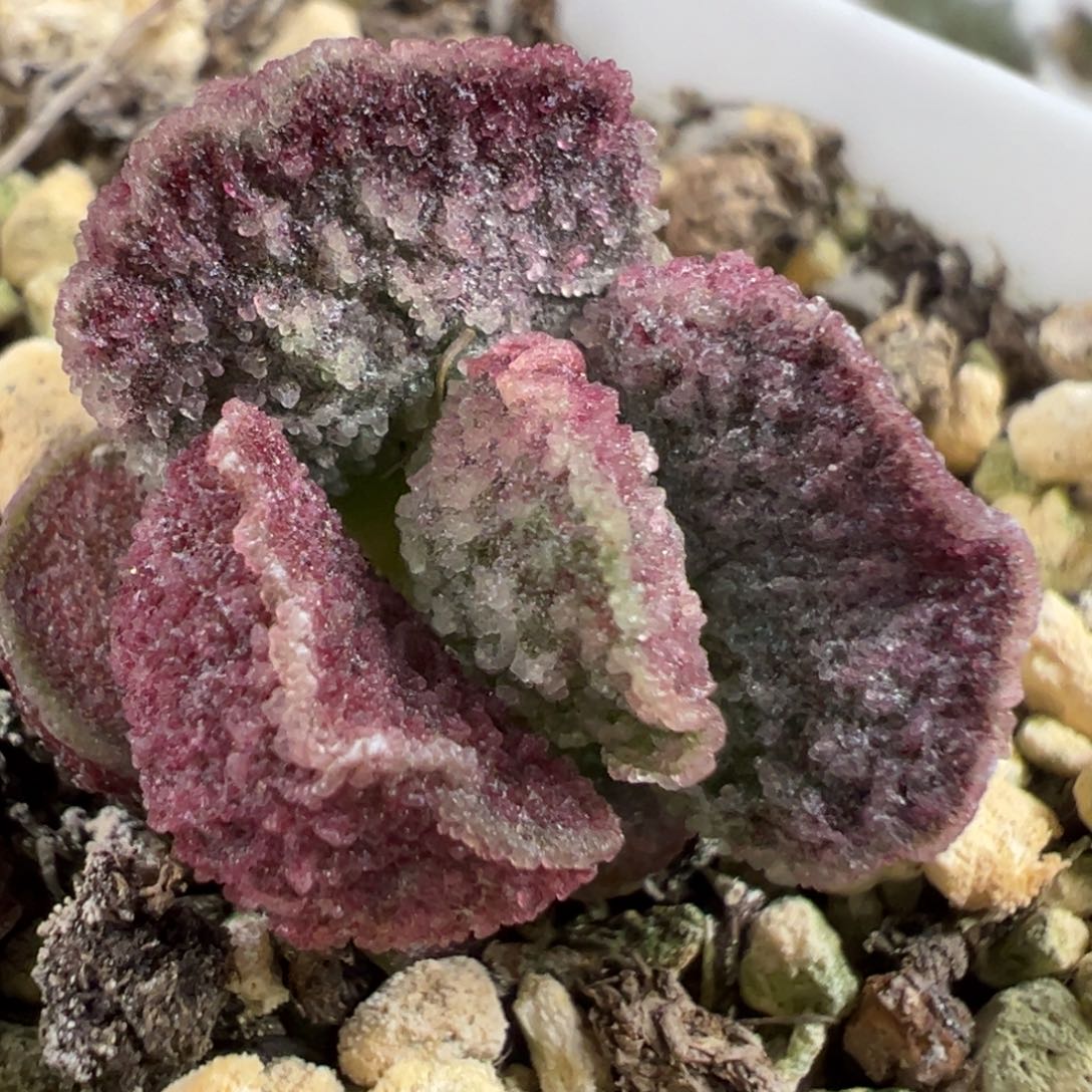 实生新品多肉植物水泡多肉植物