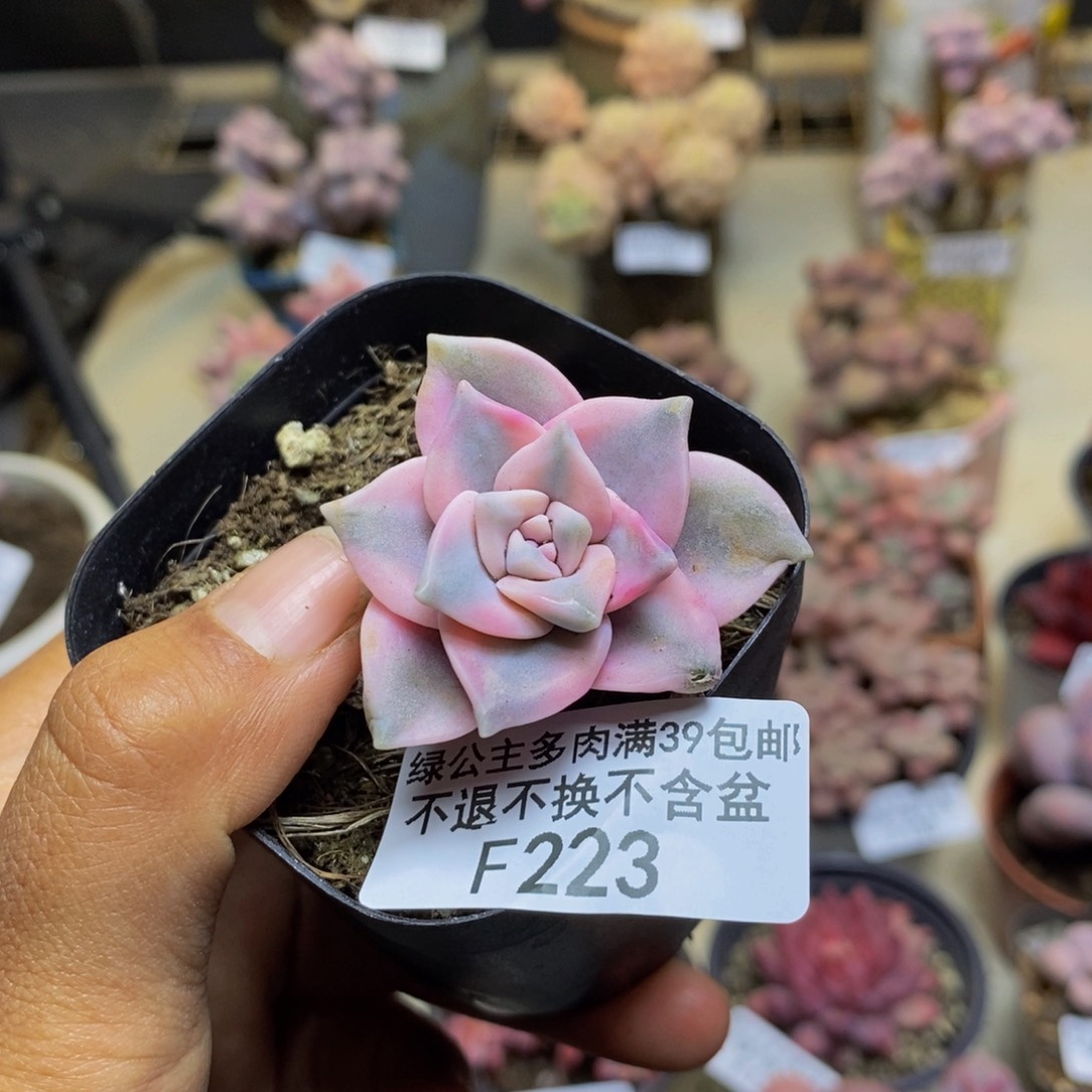 223彩虹锦多肉3c m