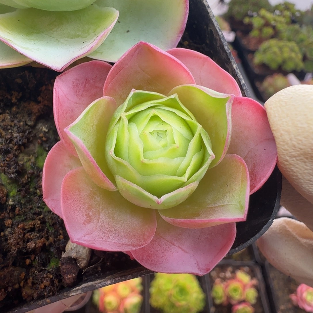 L726半城玫瑰日耳曼精灵不含盆土