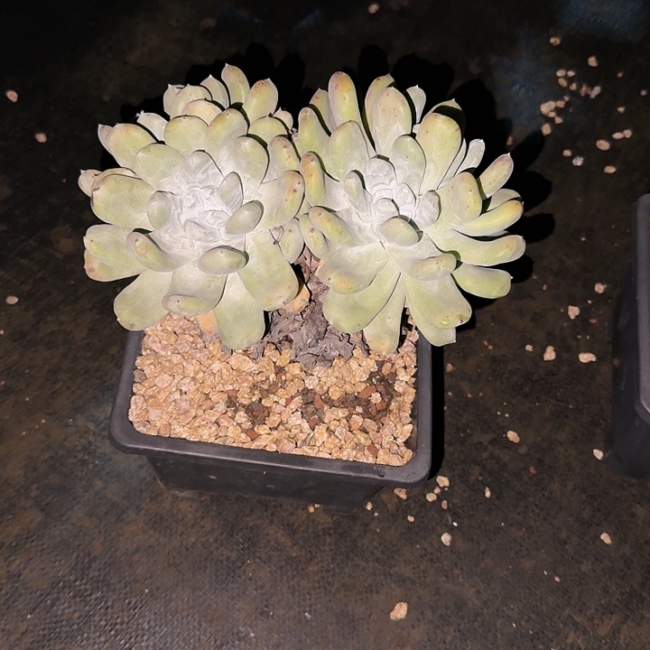 王***贝拇指仙女杯多肉植物