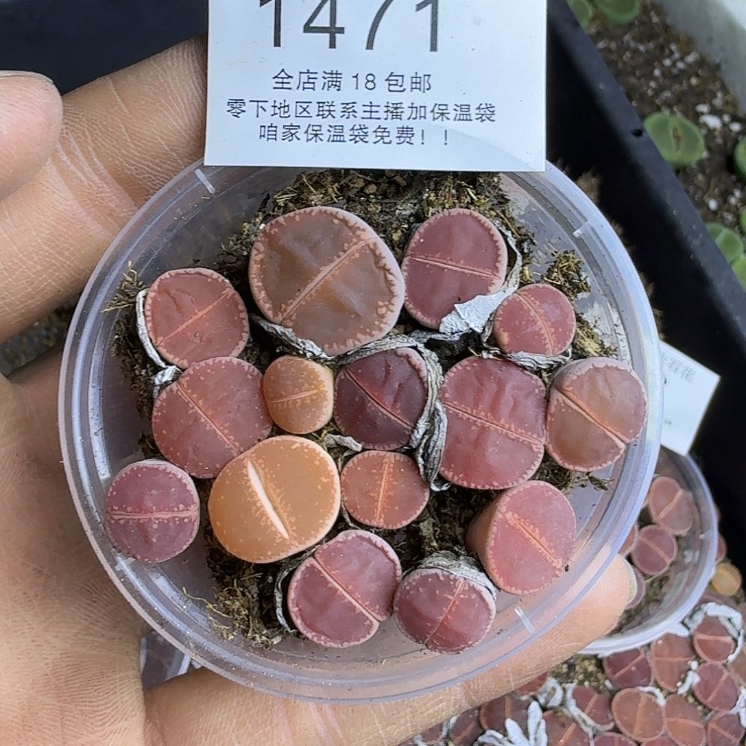 1471 哈哈哈哈哈哈哈哈哈