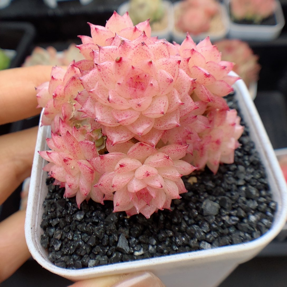 多肉植物。  麦秆33