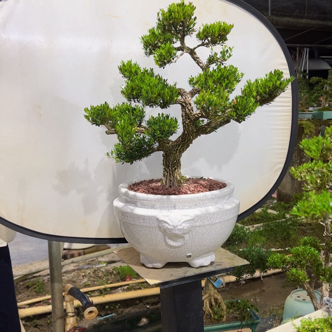 四季常青老桩黄杨盆景