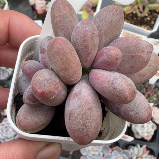 58糖果美人多肉植物多