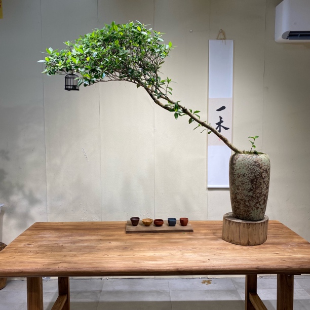 一木｜海岛栀子花精品老桩适合茶空间装饰