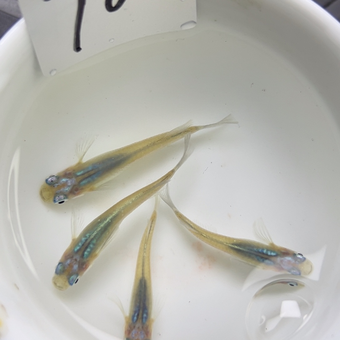 青鳉鱼70。       
