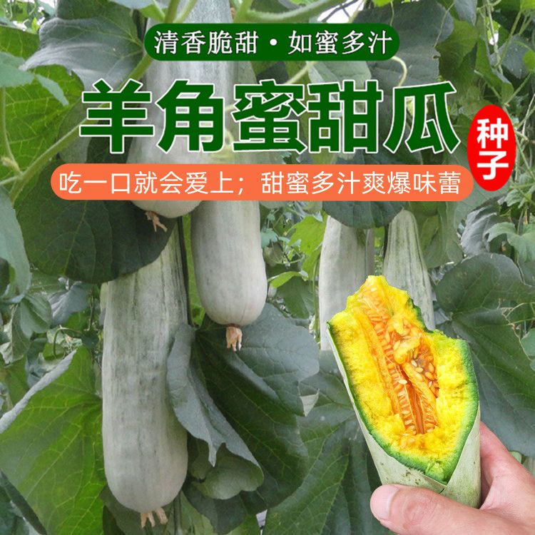 羊角蜜甜瓜种子羊角脆羊角酥清香味甜春季水果种子薄皮香瓜种籽子