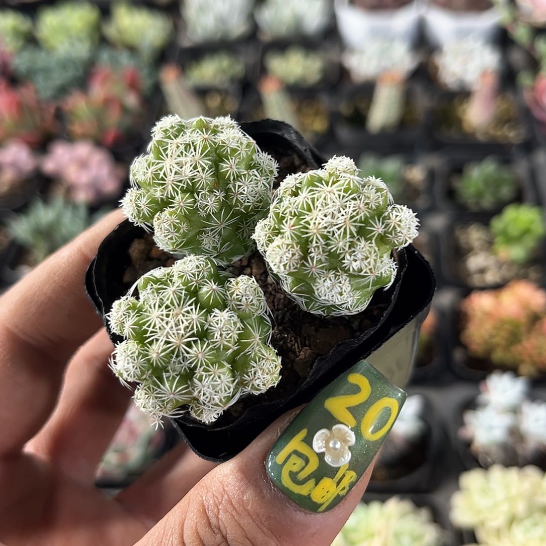 白鸟单头发货有根发货