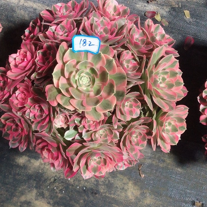 182邀月多肉法师