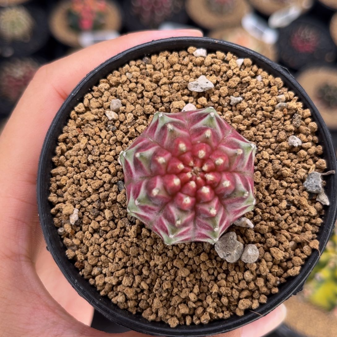 梦想轮回 米哈仙人球