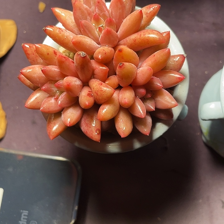 小***雪多肉植物红蜻蜓杂交