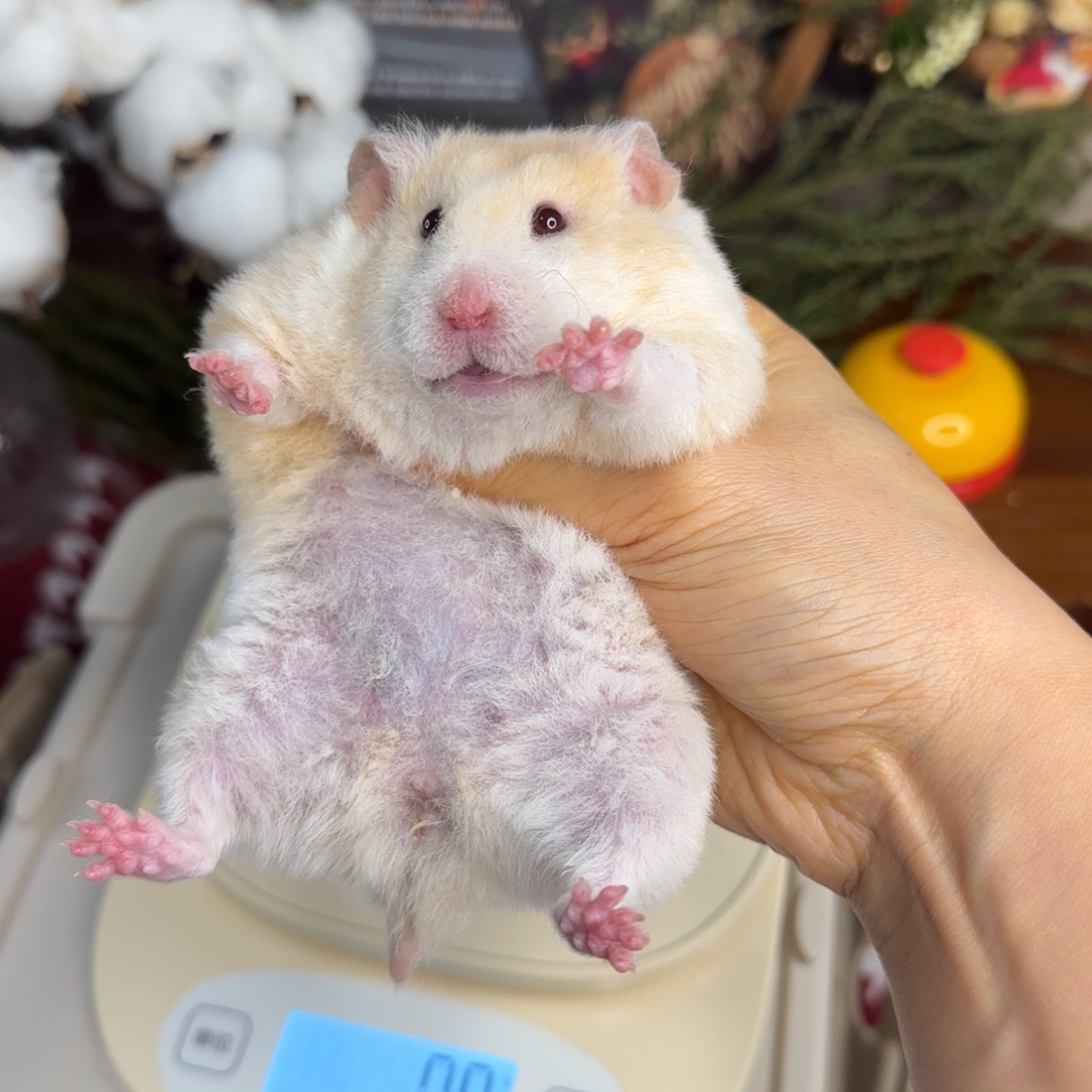 短毛卷毛蜜波妹妹182g5个月