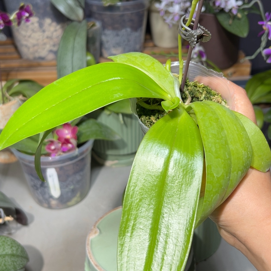 连***希大部分开放少量花苞