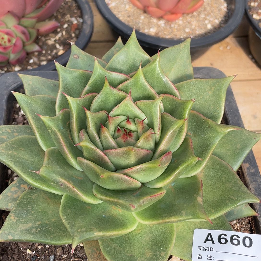 若如东云单拍A660