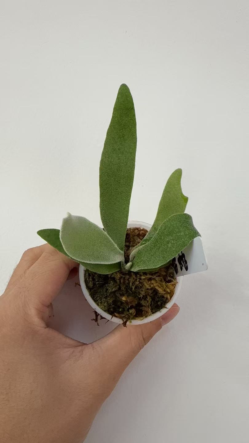 雷蛇鹿角蕨孢子苗