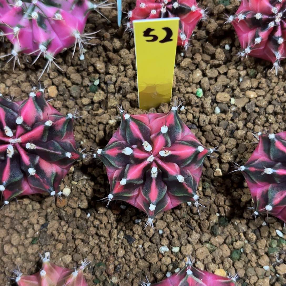 平***洋泰国米哈52-0203 多肉